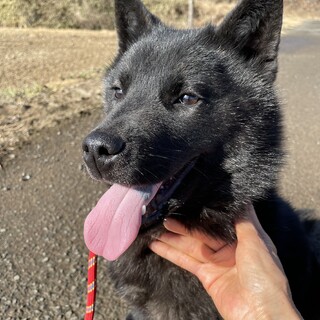 純甲斐犬の女の子　生後6ヶ月の甘えん坊