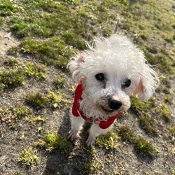 犬猫合同譲渡会 サムネイル1