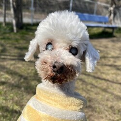 犬猫合同譲渡会 サムネイル2