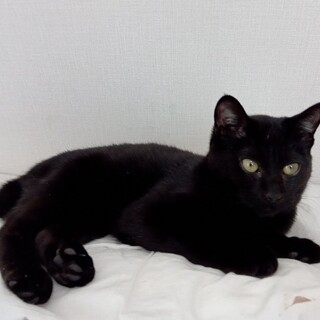 【募集中止】黒ちゃん（♂）