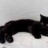 【募集中止】黒ちゃん（♂） サムネイル2