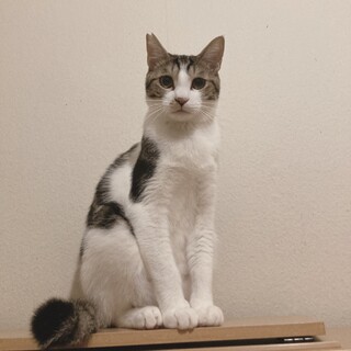キジシロムース