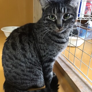 可愛い　黒キジのチバちゃん