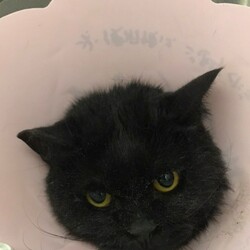 「3/20市川市地域猫活動団体ウイング譲渡会開催」サムネイル2