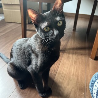 うるつやな黒い毛が特徴的なくろみちゃん♡