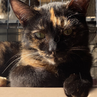 多頭飼育より、どうか助けてください！