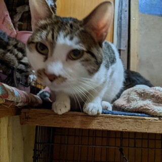 大らかな性格のミンくん♂1才