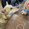 姪っ子の新しいおもちゃが気になってしかたない。