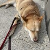 おうちの前で日向ぼっこ