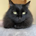 甘えた子熊