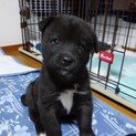 生後約1ヶ月の中型犬子犬♂「てん」