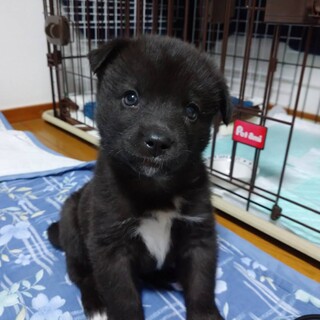 生後約1ヶ月の中型犬子犬♂「てん」