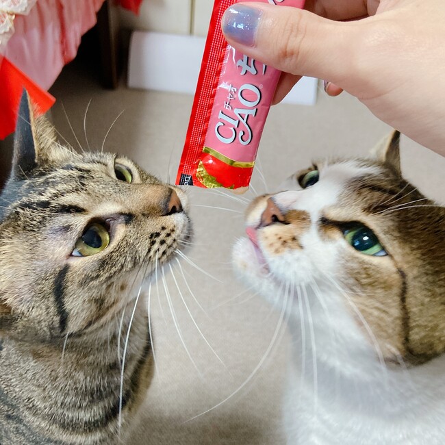 kzchaのカバー写真