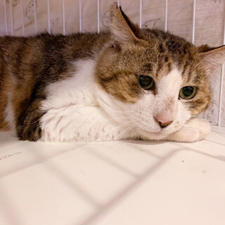 ちょっぴりお顔が大きい松竹梅　魅録くん【飛騨】