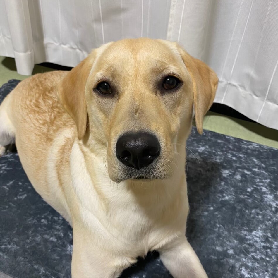 ロージーのカバー写真