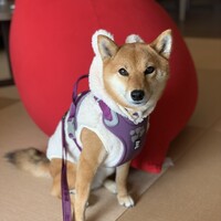 椋（ムク）