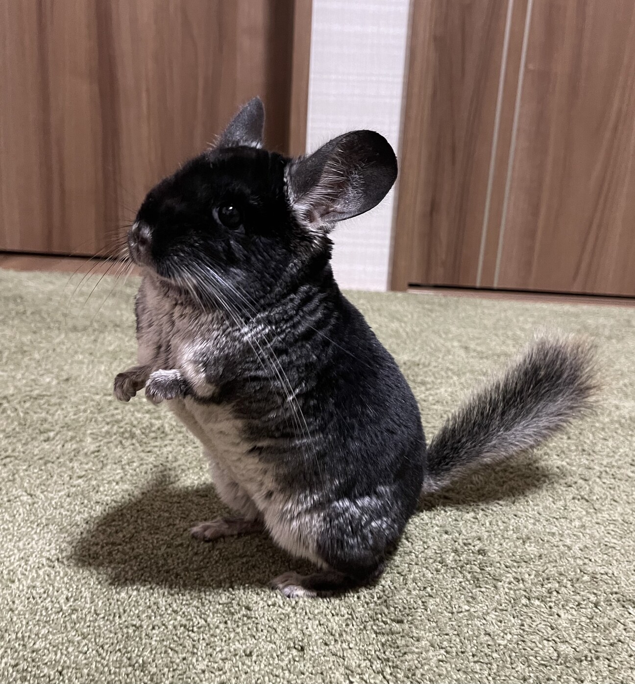 チンチラ モイモイ君 千葉県 小動物の里親募集 ペットのおうち 月間利用者150万人