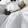 ういろうさま