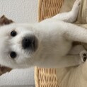 さと君里親様決定！