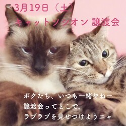 ＊キャットソシオン譲渡会＊第125回