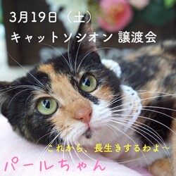 ＊キャットソシオン譲渡会＊第125回 サムネイル2