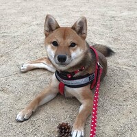 詩歌(うた)