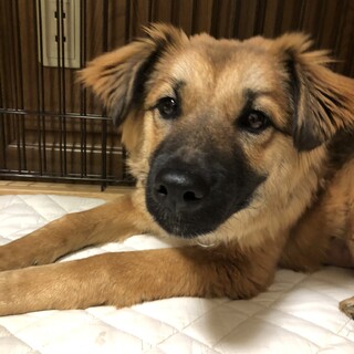 「はるな」女の子