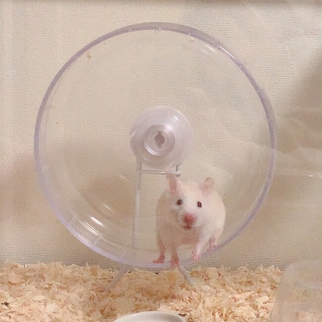 rabianのカバー写真