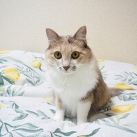 ゆかり