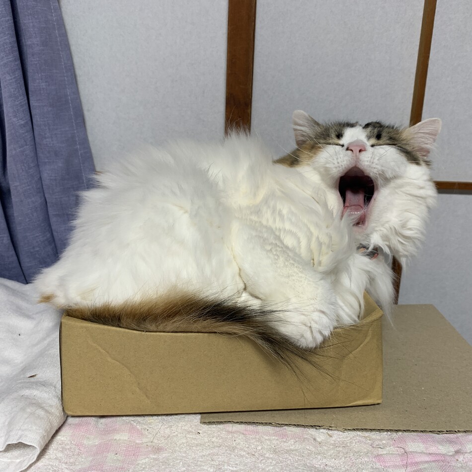 桃ちゃんのカバー写真