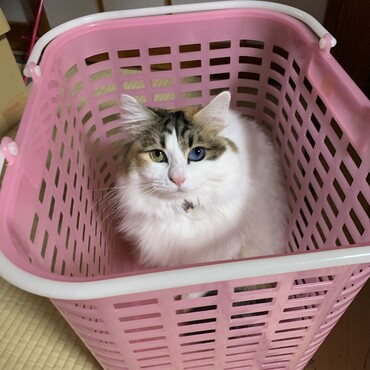 カゴや段ボールなど狭い箱がすきですε-(´∀｀; )