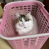 カゴや段ボールなど狭い箱がすきですε-(´∀｀; )