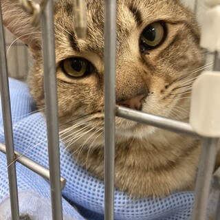 4月上旬期限‼️慣れてるキジトラロジャー