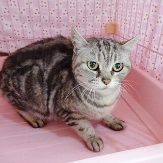 アメショー風の人馴れした女の子