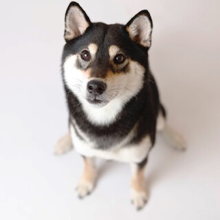 柴犬　３歳　元気な男の子