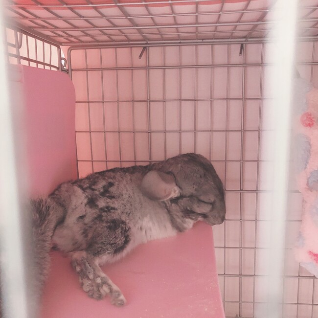 あさみ6のカバー写真
