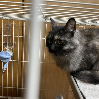 雑種男の子3匹女の子1匹です。