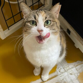 むちむちの梅子ちゃん♀