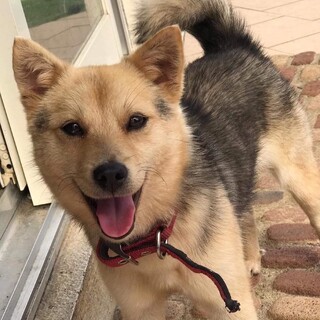 お散歩大好き小柄なMIX犬フォックスちゃん♪