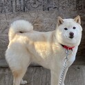 ちょっと人見知り柴犬2歳