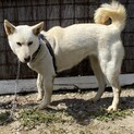 紀州犬　女の子　1