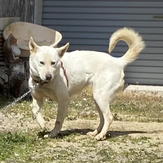 紀州犬　女の子　2