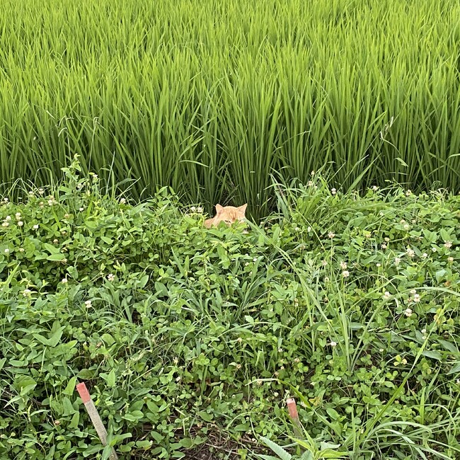 へちまのはなのカバー写真
