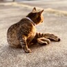 へちまのはな