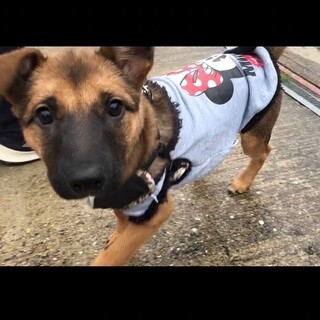 6兄弟の四女あこちゃん