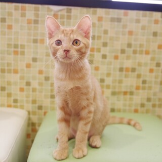 魔女ばぶ茶トラのべべ♂️