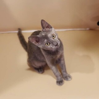 お転婆ガールのぶるく♀️