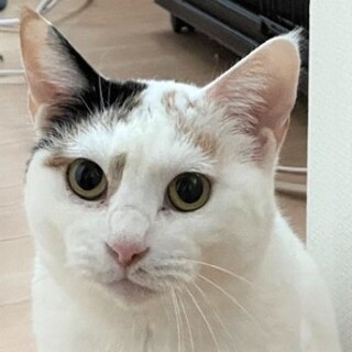 人馴れ訓練中！お顔を撫でるとゴロゴロ♡ササミちゃん