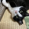 ハチワレ 女の子 避妊手術済み 