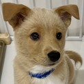 MIXの子犬の男の子　マリトッツォくん